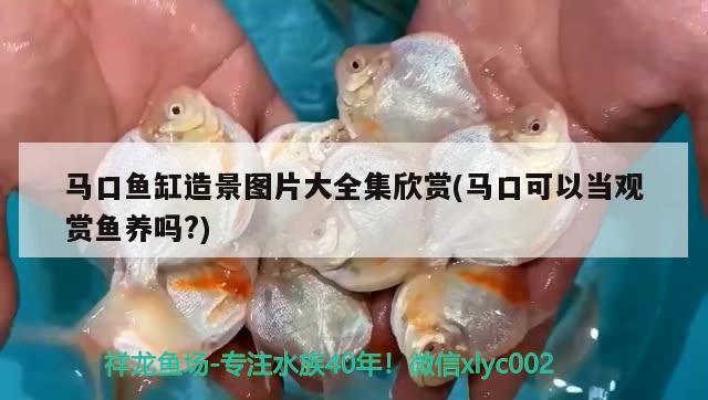 馬口魚缸造景圖片大全集欣賞(馬口可以當(dāng)觀賞魚養(yǎng)嗎?) 申古三間魚