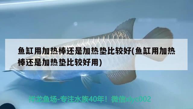 魚缸用加熱棒還是加熱墊比較好(魚缸用加熱棒還是加熱墊比較好用)