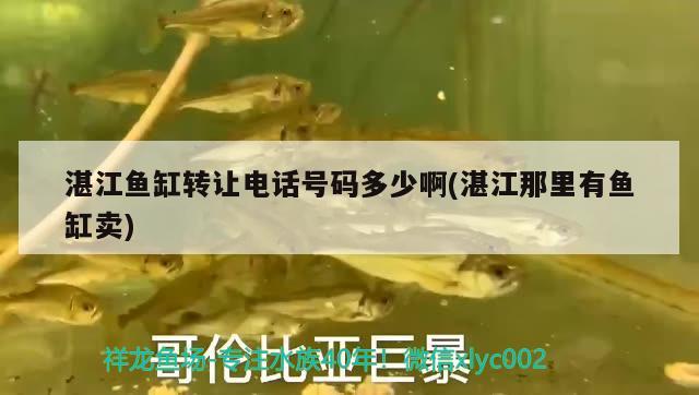 湛江魚缸轉(zhuǎn)讓電話號碼多少啊(湛江那里有魚缸賣)