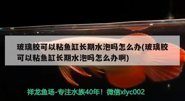 玻璃膠可以粘魚缸長(zhǎng)期水泡嗎怎么辦(玻璃膠可以粘魚缸長(zhǎng)期水泡嗎怎么辦啊)