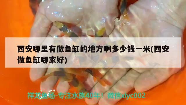 西安哪里有做魚缸的地方啊多少錢一米(西安做魚缸哪家好)