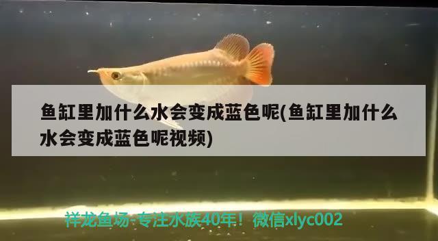 魚缸里加什么水會變成藍(lán)色呢(魚缸里加什么水會變成藍(lán)色呢視頻)