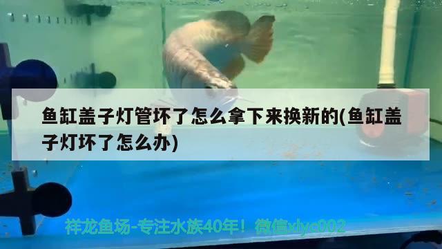 魚缸蓋子燈管壞了怎么拿下來(lái)?yè)Q新的(魚缸蓋子燈壞了怎么辦) 稀有紅龍品種