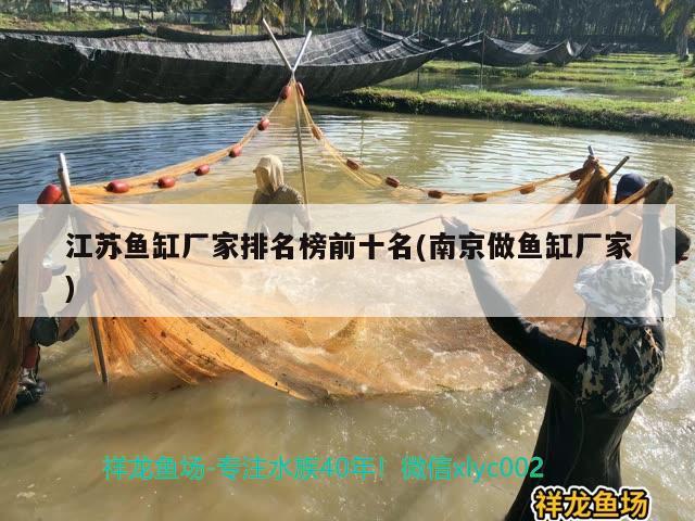 江蘇魚缸廠家排名榜前十名(南京做魚缸廠家) 紅頭利魚