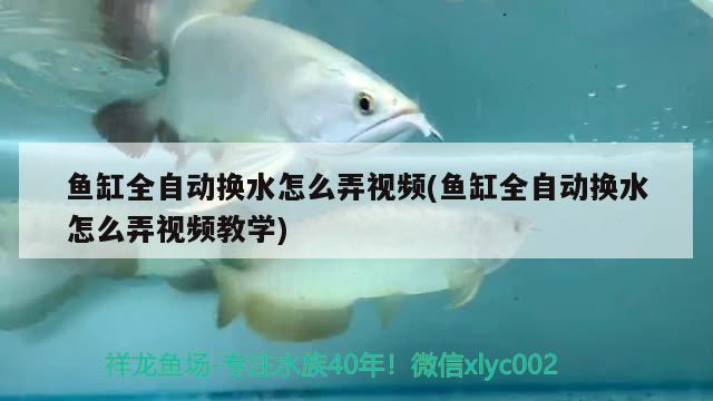 魚缸全自動換水怎么弄視頻(魚缸全自動換水怎么弄視頻教學(xué))