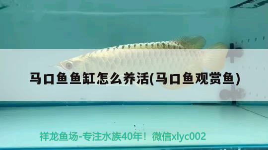 馬口魚(yú)魚(yú)缸怎么養(yǎng)活(馬口魚(yú)觀賞魚(yú))