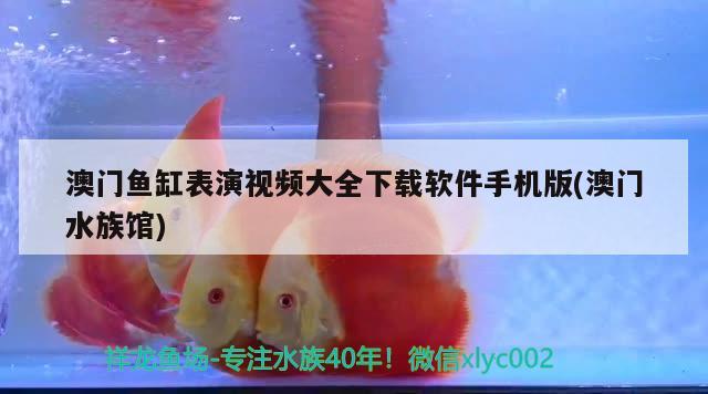 澳門魚缸表演視頻大全下載軟件手機版(澳門水族館)