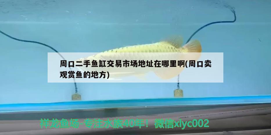 周口二手魚(yú)缸交易市場(chǎng)地址在哪里啊(周口賣(mài)觀賞魚(yú)的地方)