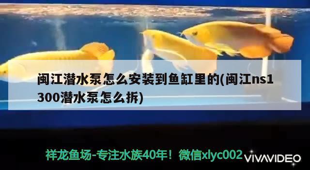 閩江潛水泵怎么安裝到魚缸里的(閩江ns1300潛水泵怎么拆) 鐵甲武士