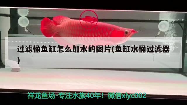 過濾桶魚缸怎么加水的圖片(魚缸水桶過濾器) ?；?異型虎魚/純色虎魚