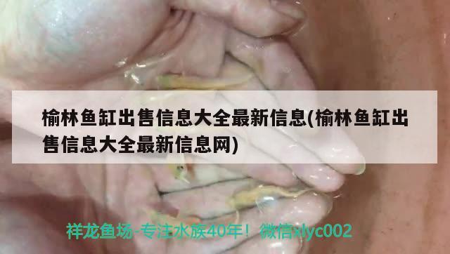 榆林魚缸出售信息大全最新信息(榆林魚缸出售信息大全最新信息網(wǎng)) 夢幻雷龍魚