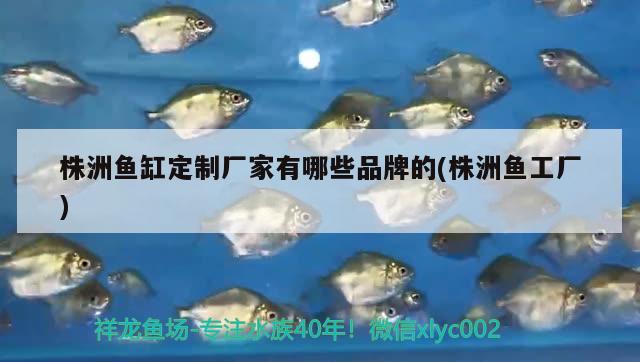 株洲魚缸定制廠家有哪些品牌的(株洲魚工廠)