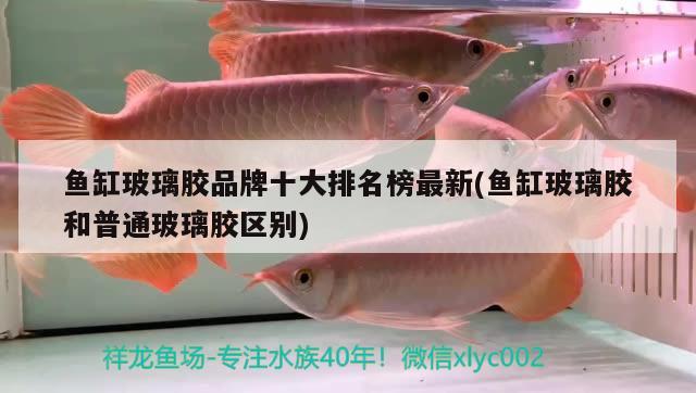 魚缸玻璃膠品牌十大排名榜最新(魚缸玻璃膠和普通玻璃膠區(qū)別)