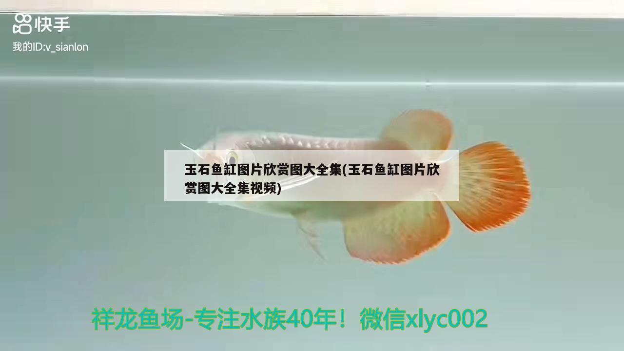 玉石魚缸圖片欣賞圖大全集(玉石魚缸圖片欣賞圖大全集視頻) 紅魔王銀版魚