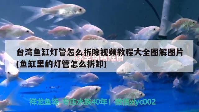 臺(tái)灣魚缸燈管怎么拆除視頻教程大全圖解圖片(魚缸里的燈管怎么拆卸) 水族燈（魚缸燈）