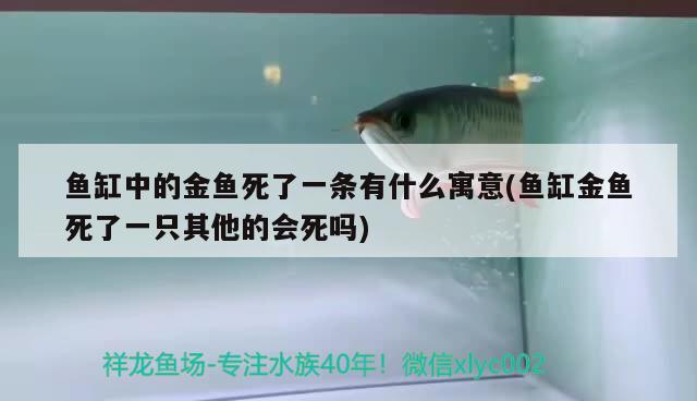 魚缸中的金魚死了一條有什么寓意(魚缸金魚死了一只其他的會死嗎)