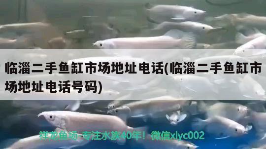 臨淄二手魚缸市場地址電話(臨淄二手魚缸市場地址電話號碼) 虎紋銀版魚