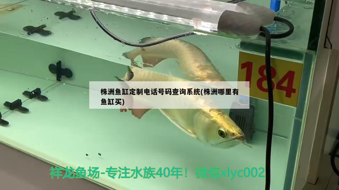 株洲魚缸定制電話號(hào)碼查詢系統(tǒng)(株洲哪里有魚缸買)