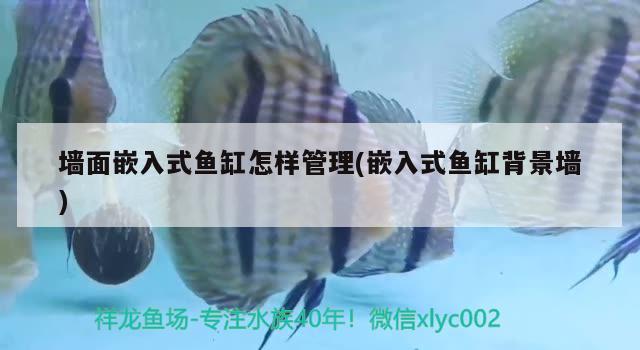 墻面嵌入式魚缸怎樣管理(嵌入式魚缸背景墻)