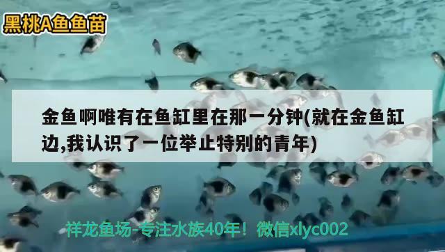 金魚啊唯有在魚缸里在那一分鐘(就在金魚缸邊,我認(rèn)識了一位舉止特別的青年)