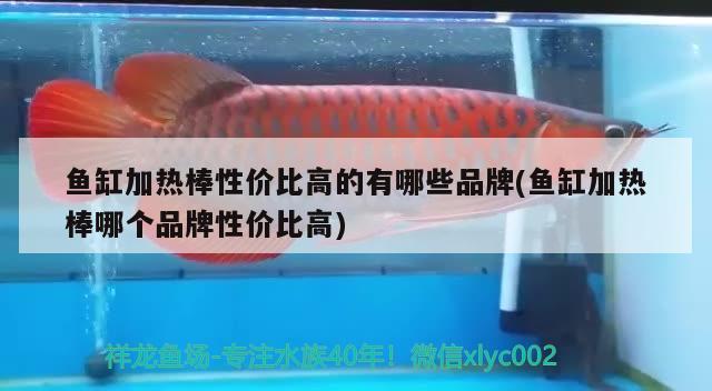 魚缸加熱棒性價比高的有哪些品牌(魚缸加熱棒哪個品牌性價比高) 皇冠黑白魟魚