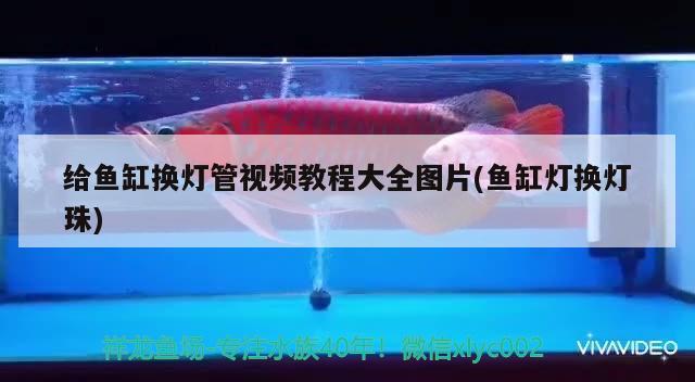 給魚缸換燈管視頻教程大全圖片(魚缸燈換燈珠)