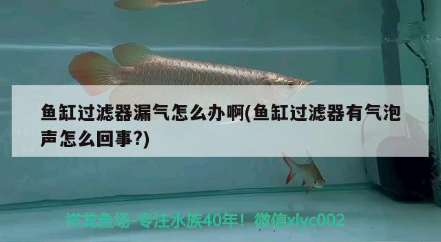 魚缸過濾器漏氣怎么辦啊(魚缸過濾器有氣泡聲怎么回事?)