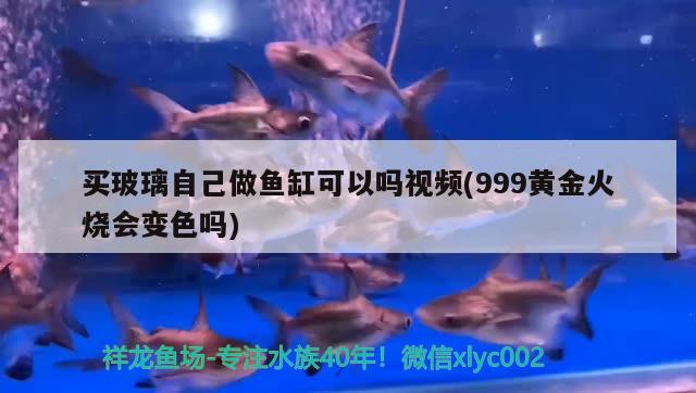 買玻璃自己做魚缸可以嗎視頻(999黃金火燒會(huì)變色嗎)