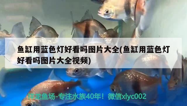 魚缸用藍色燈好看嗎圖片大全(魚缸用藍色燈好看嗎圖片大全視頻) 一眉道人魚