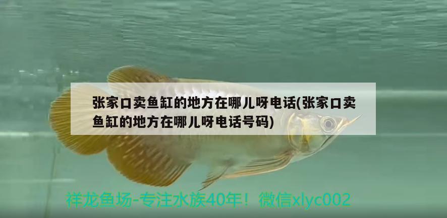 張家口賣魚缸的地方在哪兒呀電話(張家口賣魚缸的地方在哪兒呀電話號碼)