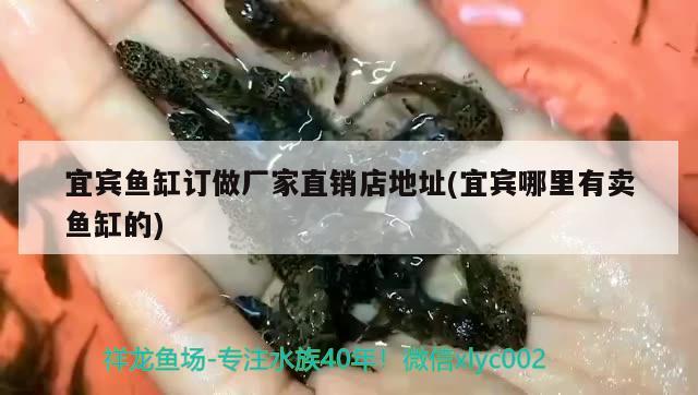 宜賓魚缸訂做廠家直銷店地址(宜賓哪里有賣魚缸的)