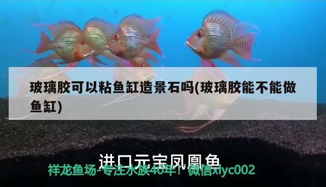 玻璃膠可以粘魚缸造景石嗎(玻璃膠能不能做魚缸) 巨骨舌魚