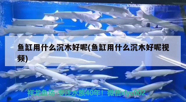 魚缸用什么沉木好呢(魚缸用什么沉木好呢視頻) 野生地圖魚