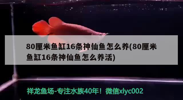 80厘米魚缸16條神仙魚怎么養(yǎng)(80厘米魚缸16條神仙魚怎么養(yǎng)活) 七紋巨鯉魚