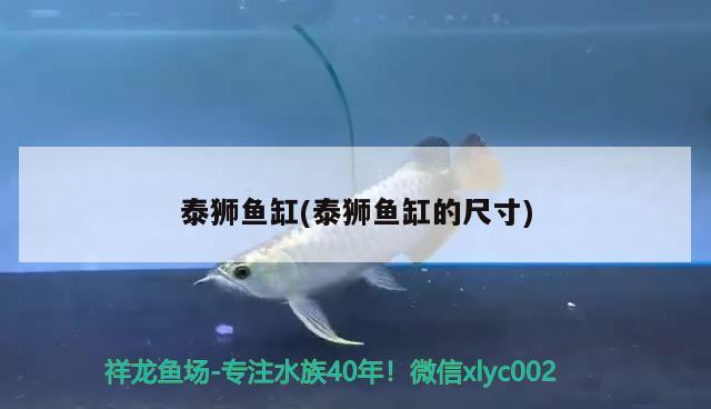 泰獅魚缸(泰獅魚缸的尺寸) 廣州龍魚批發(fā)市場