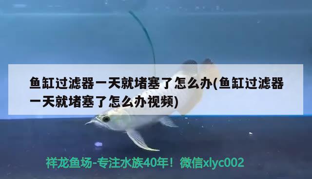 魚缸過濾器一天就堵塞了怎么辦(魚缸過濾器一天就堵塞了怎么辦視頻) 羅漢魚