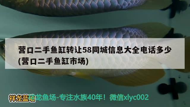 營口二手魚缸轉讓58同城信息大全電話多少(營口二手魚缸市場) 鴨嘴鯊魚