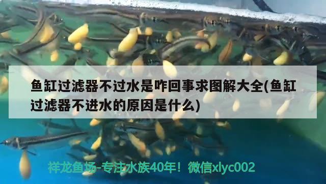 魚缸過濾器不過水是咋回事求圖解大全(魚缸過濾器不進(jìn)水的原因是什么) 短身紅龍魚