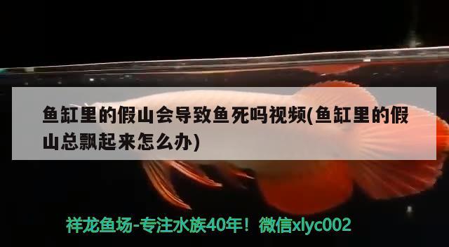 魚缸里的假山會導致魚死嗎視頻(魚缸里的假山總飄起來怎么辦) 女王大帆魚苗