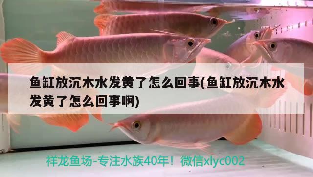 魚缸放沉木水發(fā)黃了怎么回事(魚缸放沉木水發(fā)黃了怎么回事啊)