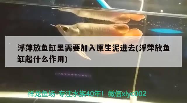 浮萍放魚缸里需要加入原生泥進去(浮萍放魚缸起什么作用)