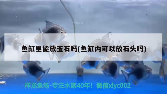 魚缸里能放玉石嗎(魚缸內(nèi)可以放石頭嗎) 水族燈（魚缸燈）