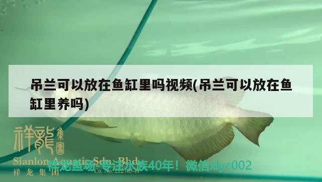 吊蘭可以放在魚缸里嗎視頻(吊蘭可以放在魚缸里養(yǎng)嗎) 白化火箭