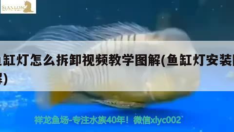 魚缸燈怎么拆卸視頻教學(xué)圖解(魚缸燈安裝圖解)