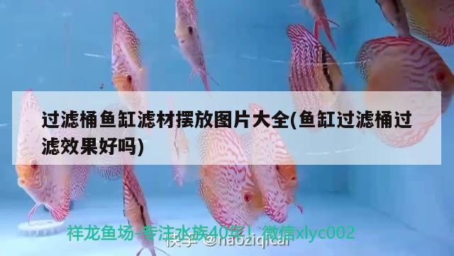 過濾桶魚缸濾材擺放圖片大全(魚缸過濾桶過濾效果好嗎)