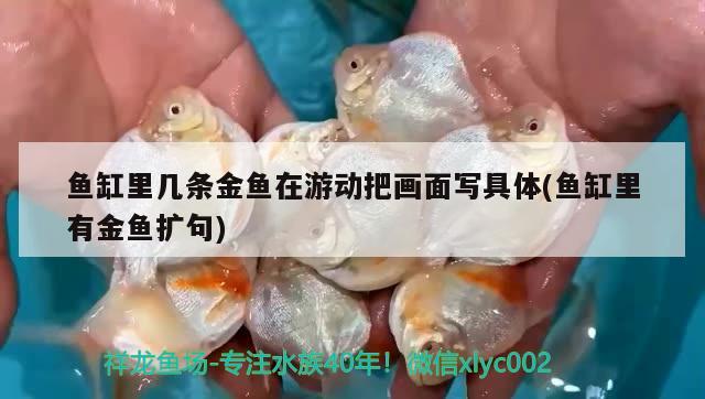 魚缸里幾條金魚在游動把畫面寫具體(魚缸里有金魚擴(kuò)句)