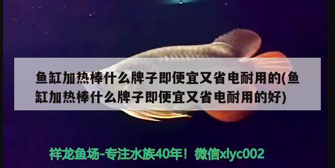 魚(yú)缸加熱棒什么牌子即便宜又省電耐用的(魚(yú)缸加熱棒什么牌子即便宜又省電耐用的好) 養(yǎng)魚(yú)知識(shí)