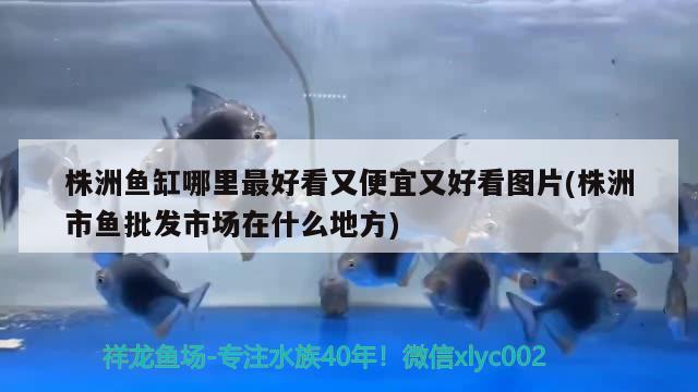 株洲魚缸哪里最好看又便宜又好看圖片(株洲市魚批發(fā)市場(chǎng)在什么地方)