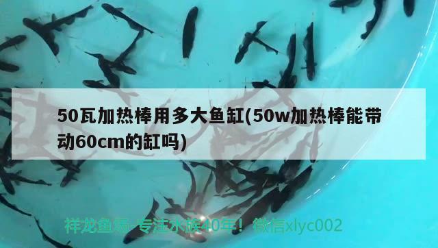 50瓦加熱棒用多大魚缸(50w加熱棒能帶動60cm的缸嗎) 紅龍福龍魚