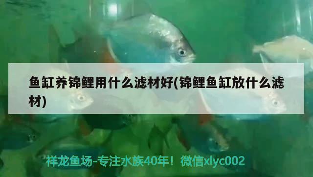 魚缸養(yǎng)錦鯉用什么濾材好(錦鯉魚缸放什么濾材) 魚缸清潔用具